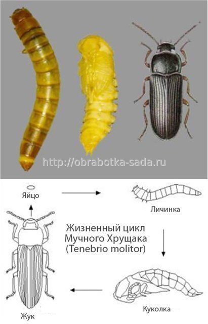 Коварные помощники человечества: пестициды