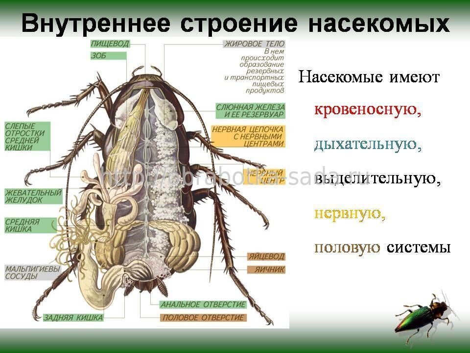 Особенности строения и жизнедеятельности насекомых: внешнее и внутреннее строение