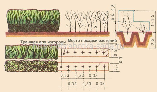 Обрезка плодово - ягодных культур на Севере (видео) - Просмотр темы • На Севере