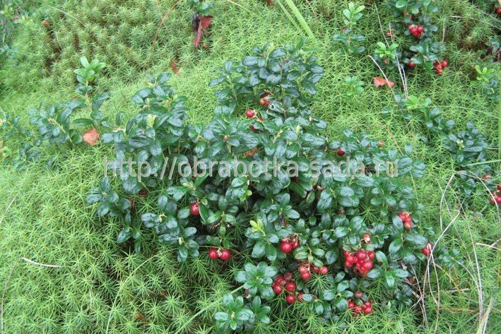 Ягода красника сахалинская фото