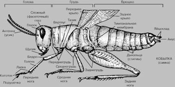 Схема строения насекомого