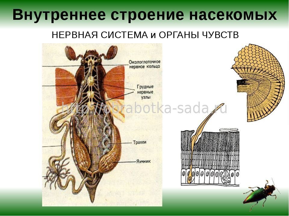 Ответы corollacar.ru: овод, строка и паут.. это одно и тоже?